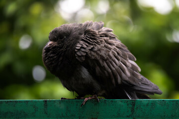 a pigeon sits on a fence against the background of a beautiful forest