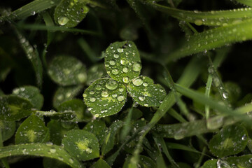 Early morning dew on green grass, grass with dew drops