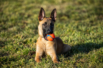 Pastore Belga Malinois
