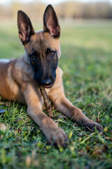 Pastore Belga Malinois