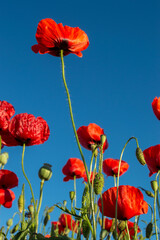 Obraz premium poppy flowers against sky