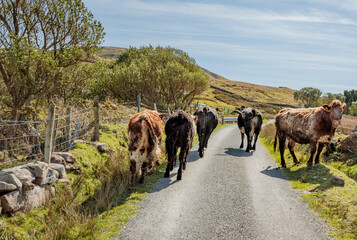 Small herd of cows walking down a lane