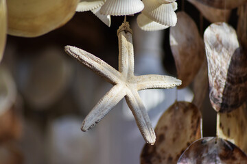 Decorative seashells for sale