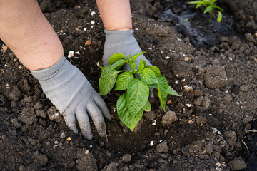 Planting pepper seedlings in the open ground, feeding and fertilizing peppers in the garden