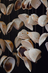 Decorative seashells for sale