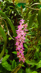 apou Flower-Fox Tail Orchid. Kopou Phool is a very important flower for Assamese peoples since this flower is used by bihu dancer. Shot by Sony A6400.