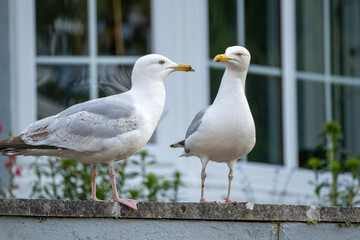 Two Seagulls standing on a wall outside a coastal property.