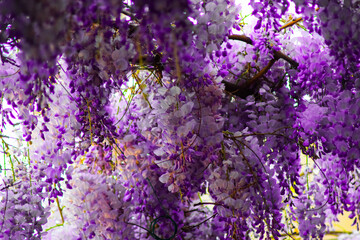 Purple and white flowers hanging from above