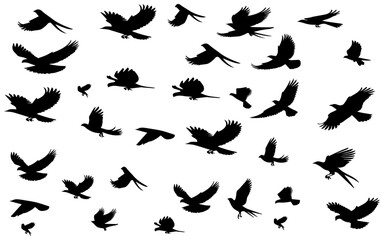 flock of birds	vector, flock flying of birds	