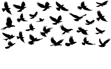 Fototapeta premium flock of birds 