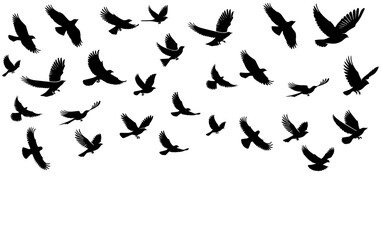 set of silhouettes of birds, A flock of flying birds. Vector illustration