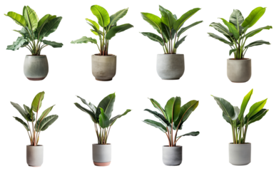 A potted bird of paradise plant with large leaves