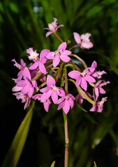 różowe kwiaty orchidea, Orchidaceae