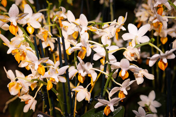 białe kwiaty orchidea, Orchidaceae