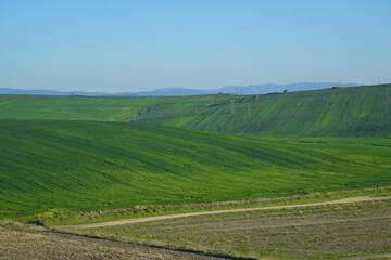 Empty green fields in Turkey