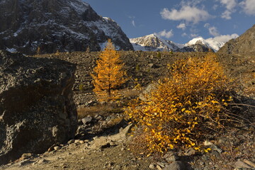 Russia. The South of Western Siberia, the Altai Mountains. Contrasts of yellow larches against the gloomy rocky mountains of Aktru, covered with eternal glaciers.