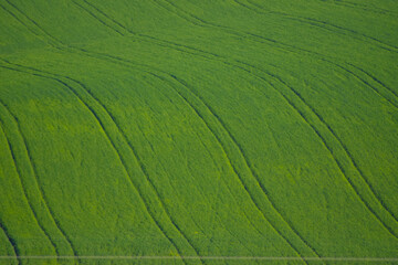 Obraz premium Empty green fields in Turkey