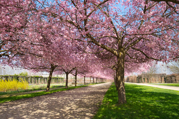 Naklejka premium Cherry blossom alley in the park of the Venaria Reale Castle in Piedmont near Turin, Italy