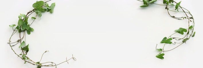 Top view image of green climbing plant isolated over white