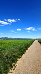 Countryside way through Green fields in a Sunny Summer Day. Vertical Photo.