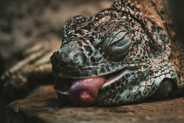 Wild reptile iguana lizard in nature