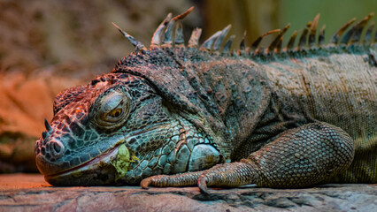 Wild reptile iguana lizard in nature