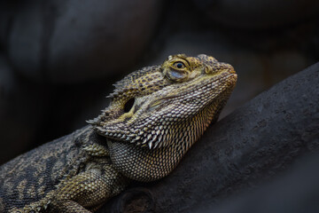 Wild reptile iguana lizard in nature