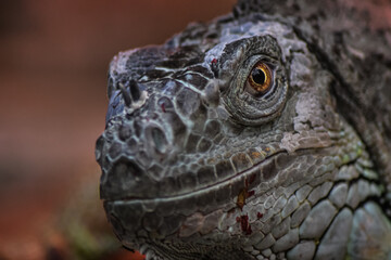 Wild reptile iguana lizard in nature