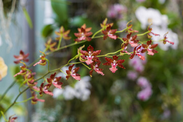 Beautiful colorful Orchid flower. Photo with nice bokeh
