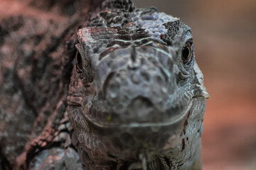 Wild reptile iguana lizard in nature
