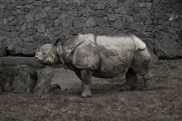 Big rhino living in the swamp