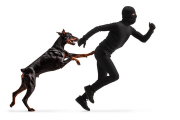 Doberman dog attacking a thief in black clothes and balaclava