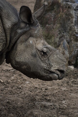 Big rhino living in the swamp