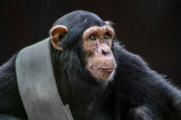 Sad sweet black chimpanzee monkey