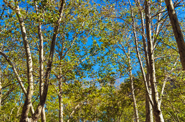 big Platanus occidentalis tree into summer Montevideo, Uruguay.