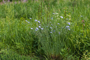 Tiny blue forget-me-not flower growing in the green grass in the forest. Nice bokeh.