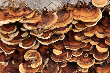 Wild mushrooms growing on tree stump in nature