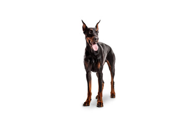 Studio shot of a dobermann pinscher dog
