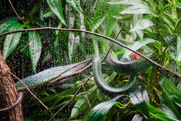 Vine Snake in Rainy Tropical Rainforest, Eye-Level View