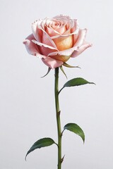 single rose flower against a clean white background, highlighting its delicate petals and rich color