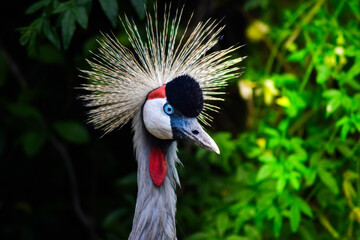 peacock animal in nature