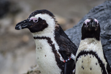 Obraz premium Penguin animal on the rocks