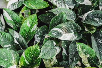 Close up group of background tropical green leaves texture and abstract background. Tropical leaf nature concept. Green leave background for text. Nature background.