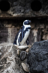 Penguin animal on the rocks