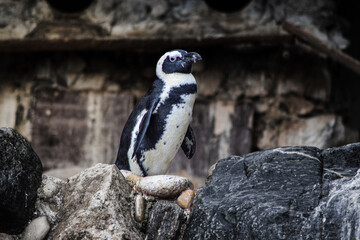Penguin animal on the rocks