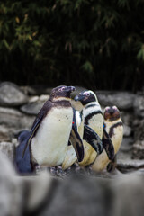 Penguin animal on the rocks