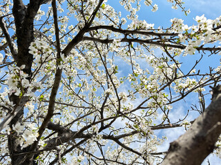 Skyward Blooms: The Dance of White Petals