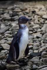 Penguin animal on the rocks