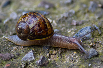 Macro snail crawling on the ground