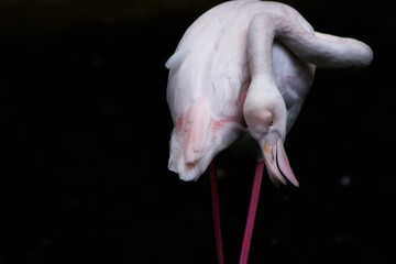 Sweet pink white flamingo animal